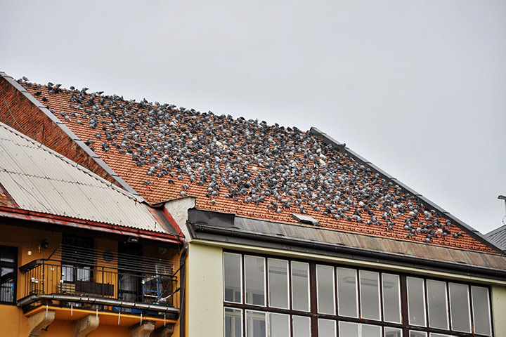 A2B Pest Control are able to install spikes to deter birds from roofs in Earley. 