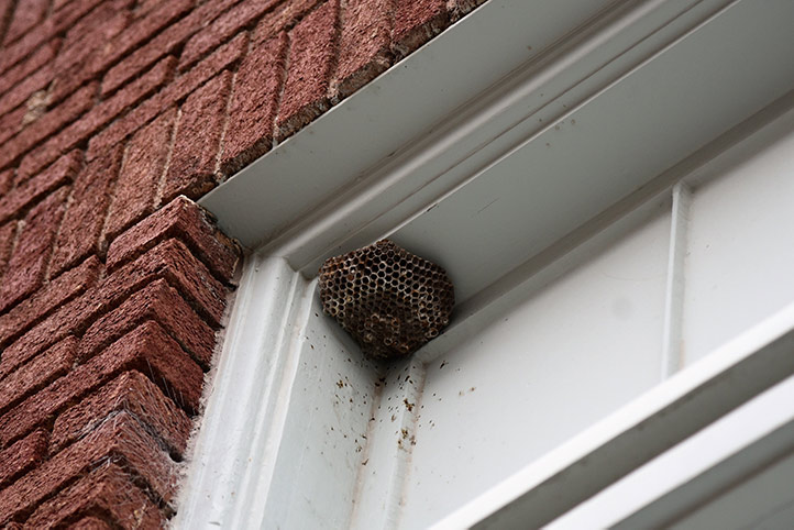 We provide a wasp nest removal service for domestic and commercial properties in Earley.